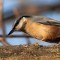 Nuthatch, The Spinnies